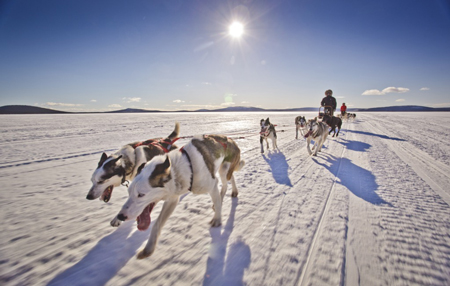 Fjallraven Polar - 330 km z psim zaprzęgiem